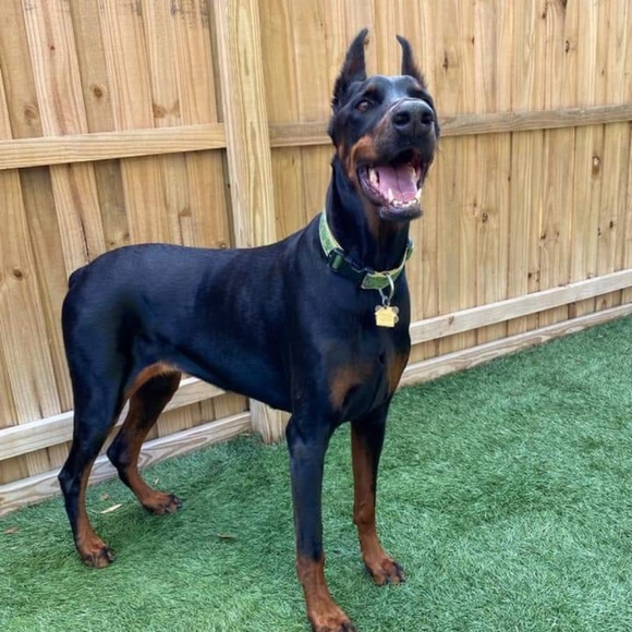 Meet your Posher, Stephanie - Picture 1 of 1